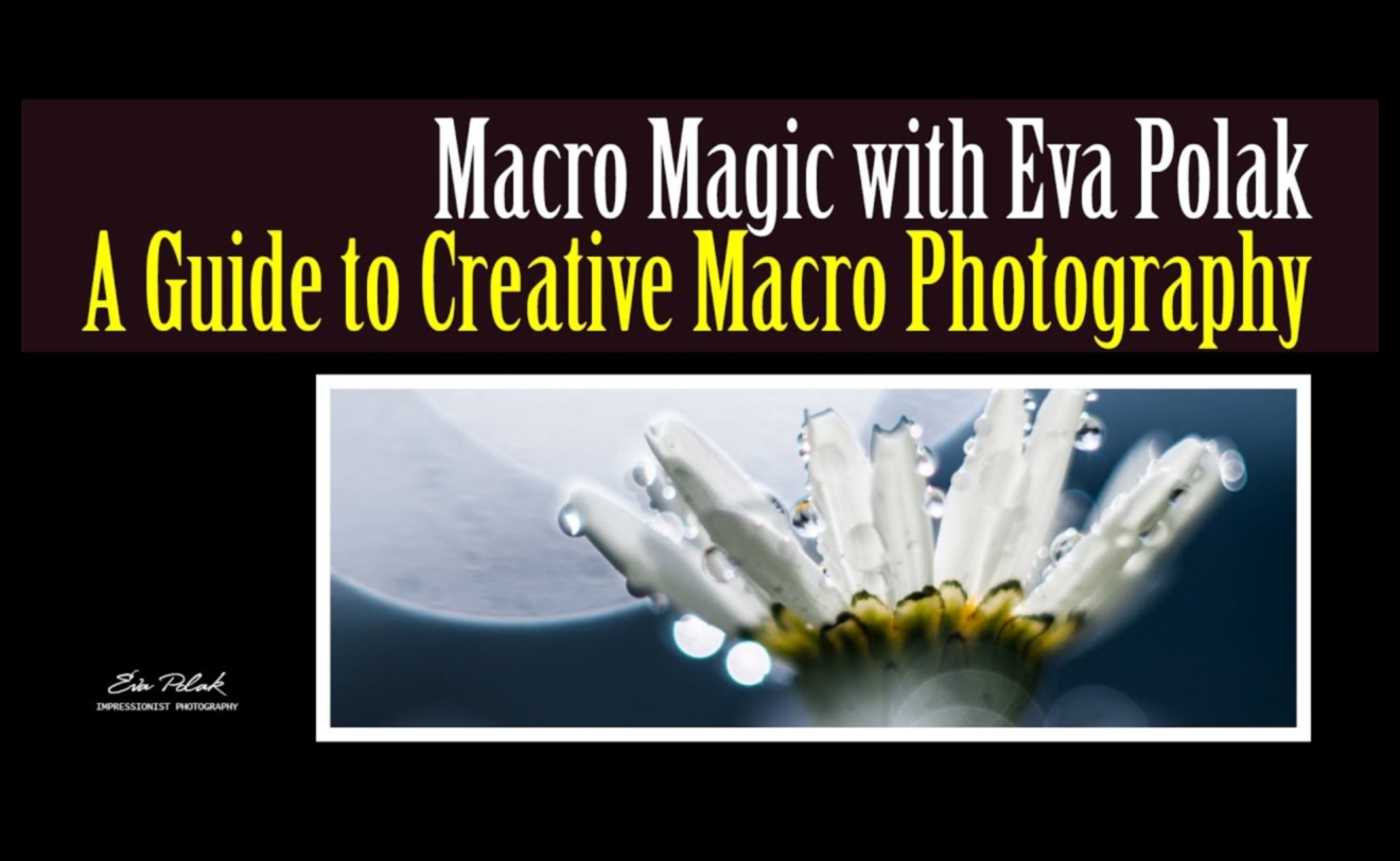 מאקרו מיסטיקה: פענוח הסודות שמאחורי אמנות הצילום בקנה מידה קטן