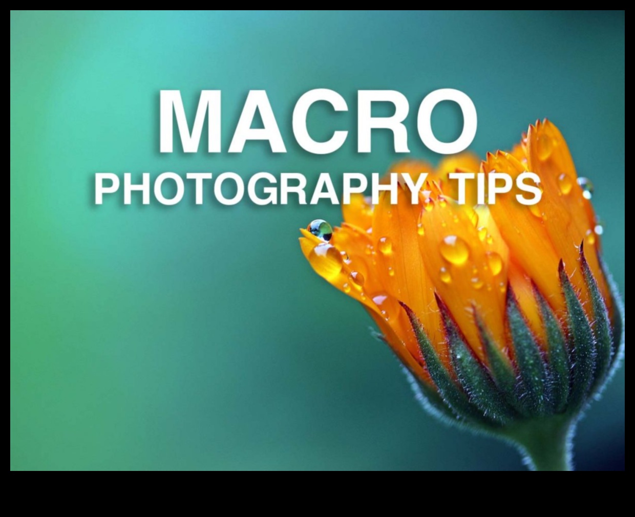 מאקרו מיסטיקה: פענוח הסודות שמאחורי אמנות הצילום בקנה מידה קטן