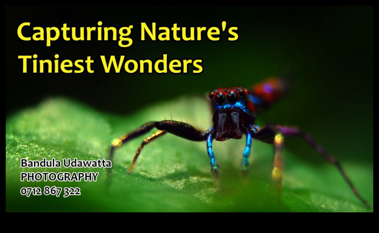 מאקרו קסם: מצלמות ללכידת פרטים זעירים