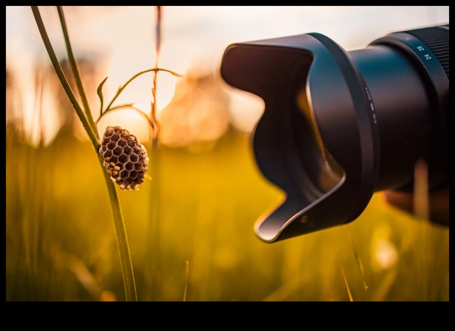 מאקרו קסם: מצלמות ללכידת פרטים זעירים