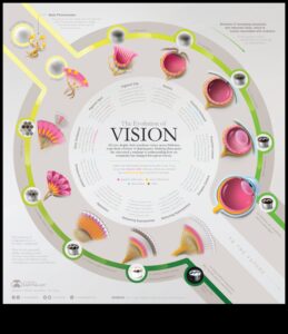 אבולוציה חזותית: העלאת החזון שלך באמצעות שיפור תמונה יצירתי