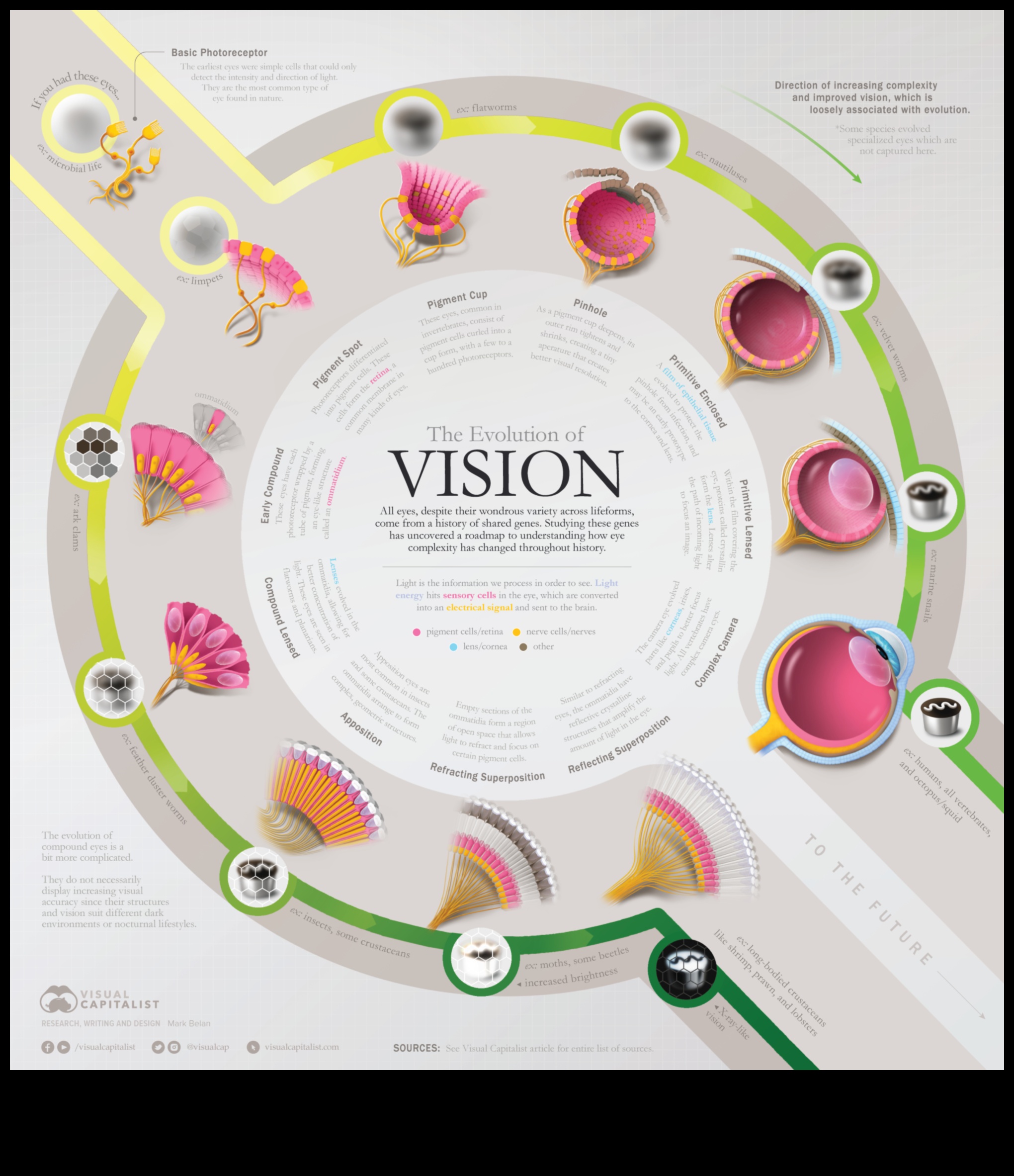 אבולוציה חזותית: העלאת החזון שלך באמצעות שיפור תמונה יצירתי