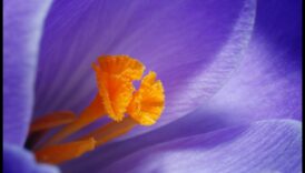 מאקרו מיסטיקה: פענוח הסודות שמאחורי אמנות הצילום בקנה מידה קטן