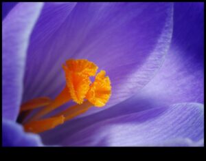 מאקרו מיסטיקה: פענוח הסודות שמאחורי אמנות הצילום בקנה מידה קטן