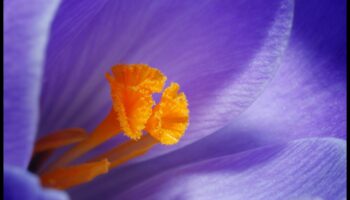 מאקרו מיסטיקה: פענוח הסודות שמאחורי אמנות הצילום בקנה מידה קטן