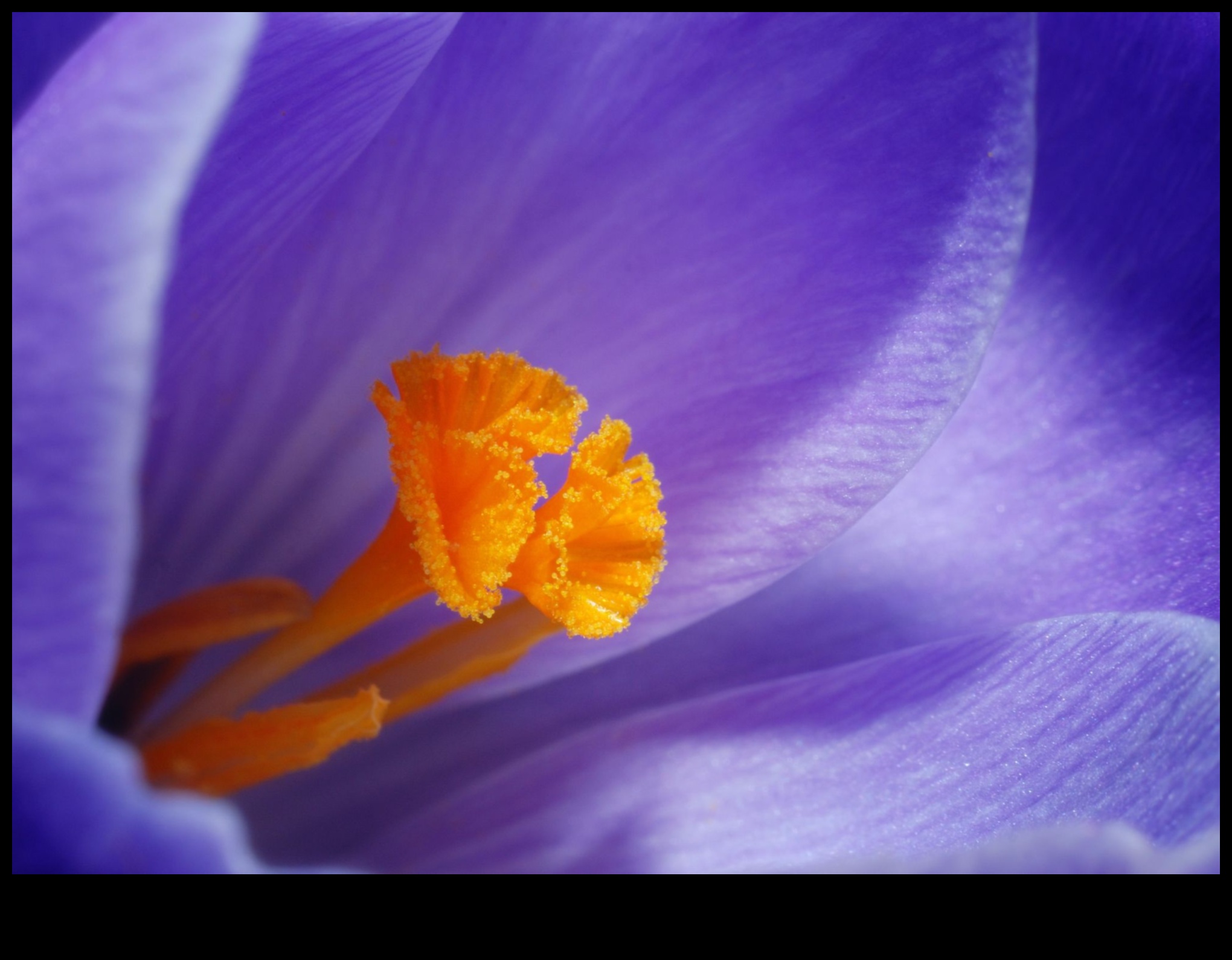 מאקרו מיסטיקה: פענוח הסודות שמאחורי אמנות הצילום בקנה מידה קטן