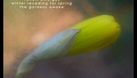 שירה ציורית: יצירת הייקוס חזותי בצילום