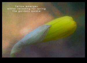 שירה ציורית: יצירת הייקוס חזותי בצילום